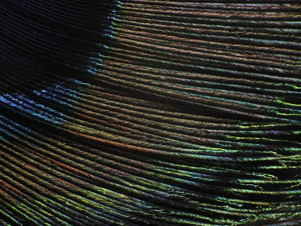 Tavus kuşu tüyü makro