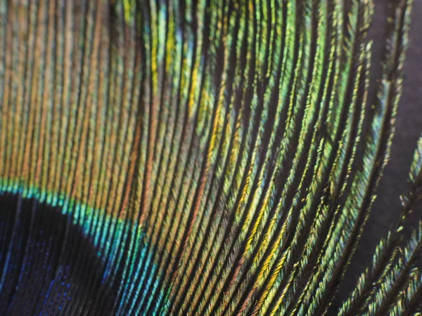 Tavus kuşu tüyü makro — Stok fotoğraf