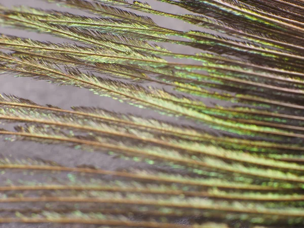 Tavus kuşu tüyü makro