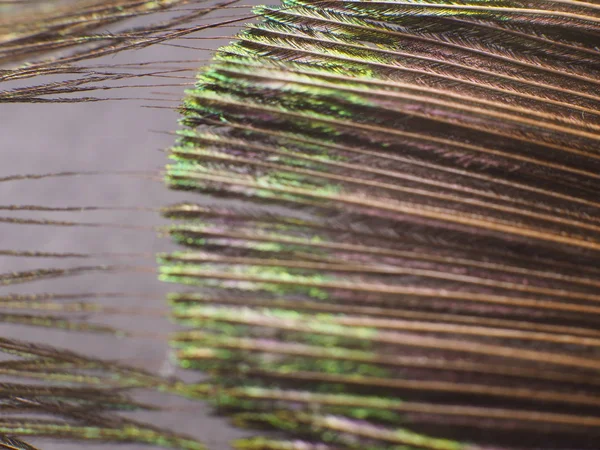 Tavus kuşu tüyü makro