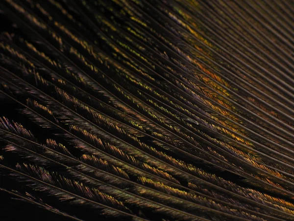 Tavus kuşu tüyü makro — Stok fotoğraf