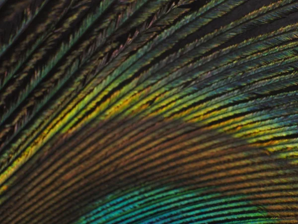 Páva feather makró — Stock Fotó