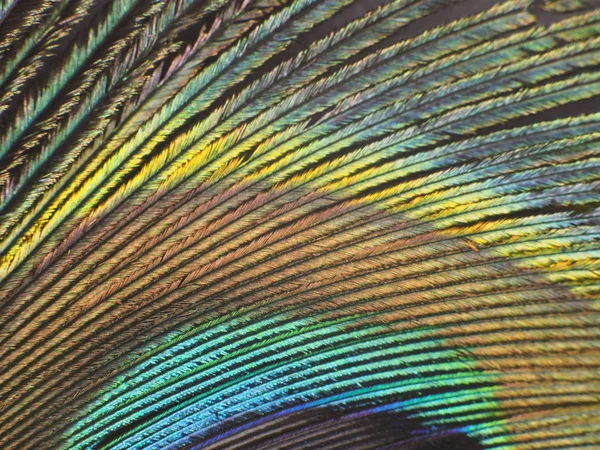 Tavus kuşu tüyü makro Telifsiz Stok Imajlar