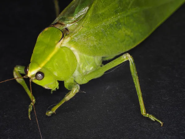 Green Leaf Grasshopper — Stock Photo, Image