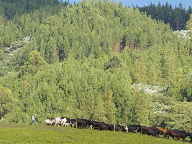 Consota Nehri Vadisi'ndeki manzaralar