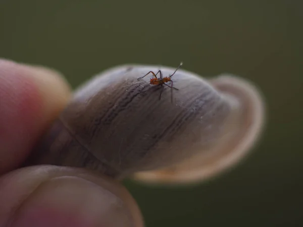 Bug em um caracol Shell — Fotografia de Stock