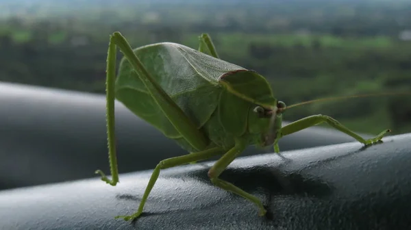 Green Grasshopper — Stock Photo, Image