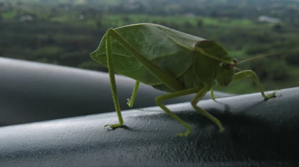 Green Grasshopper — Stock Photo, Image