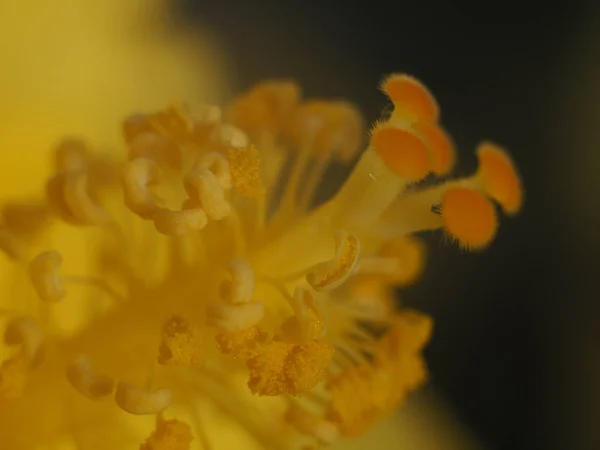 Gelbe Hibiskusblüte — Stockfoto