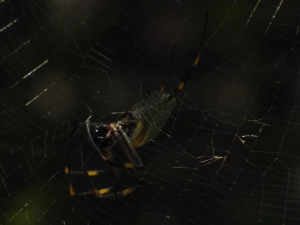 Kultainen hämähäkki — kuvapankkivalokuva