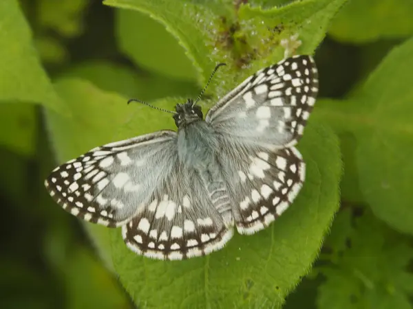 Black and White Butterfly — Stock Photo, Image