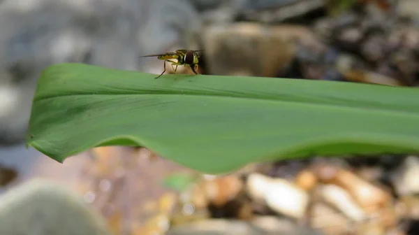 Exotic Yellow Fly — Stock Photo, Image