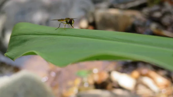 Exotic Yellow Fly — Stock Photo, Image