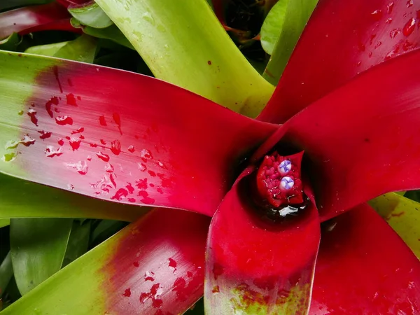 Kırmızı Bromeliad'ın Merkezi - Stok İmaj