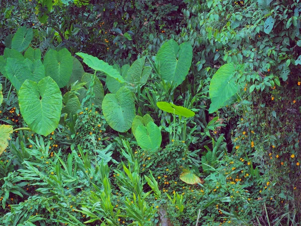 Wild Mafafa Plants — Stock Photo, Image