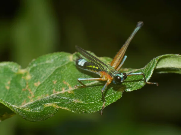 Színes Grasshoppers a zöld Leafs — Stock Fotó