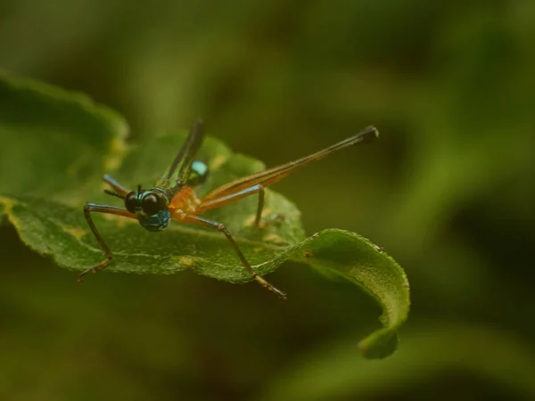 Colorful Grasshoppers on Green Leafs — Stock Photo, Image