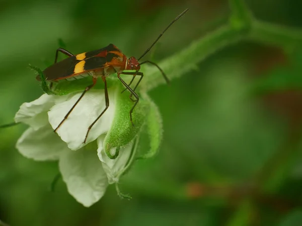Bug marrom e amarelo em uma flor branca — Fotografia de Stock