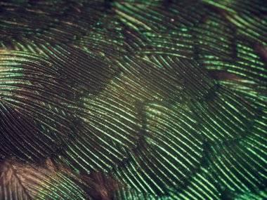 Hummingbird Feathers Close Up clipart