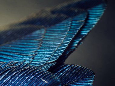 Sinek Kuşu Tüyleri Kapatın