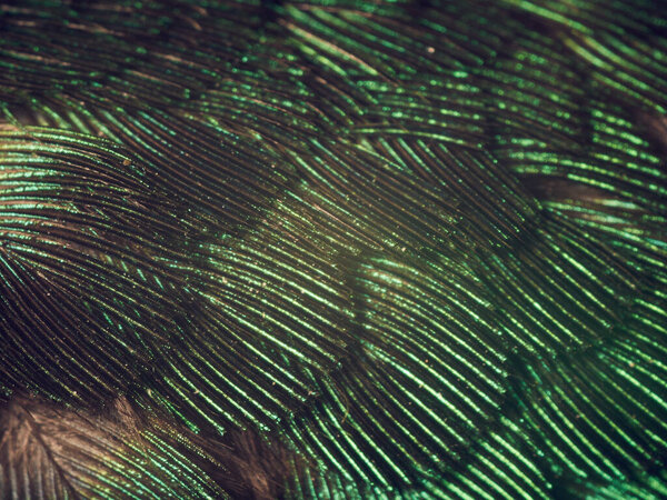 Колибри Перышки крупным планом
