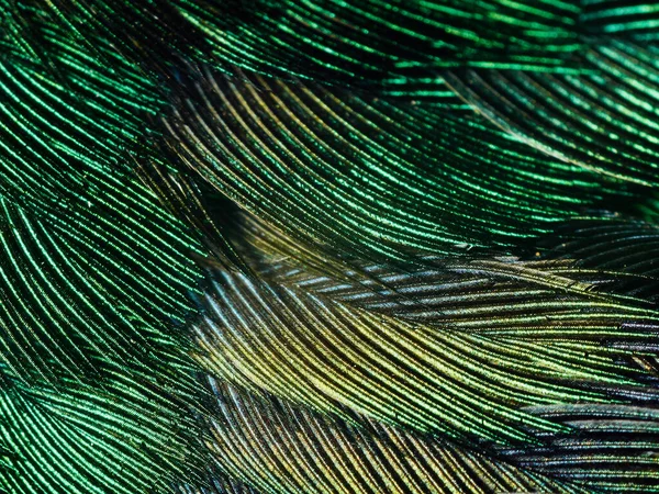 Hummingbird fjädrar närbild — Stockfoto