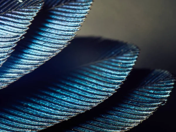 Hummingbird Feathers Close Up — Stock Photo, Image