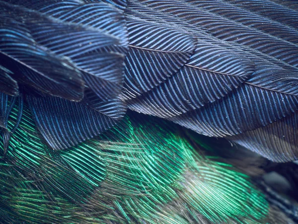 Sinek Kuşu Tüyleri Kapatın — Stok fotoğraf