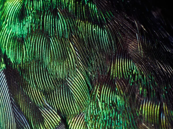 Piume di colibrì Close Up — Foto Stock