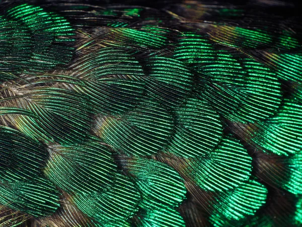 Hummingbird fjädrar närbild — Stockfoto