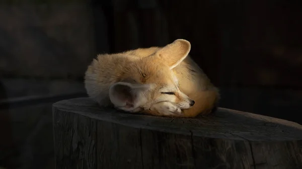 Fox Zoológico Sol — Foto de Stock