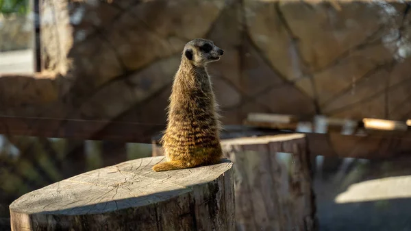 Meerkat Zoo Sun — Stock Photo, Image