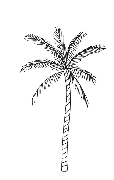 Ручной рисунок растения, выделенного на белом фоне — стоковый вектор