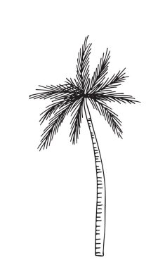 Beyaz arka plan üzerinde izole bir bitkinin çizilmiş kroki