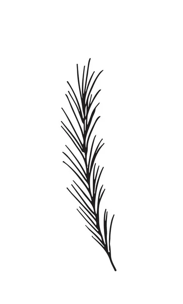Dibujo dibujado a mano de una planta, aislado sobre fondo blanco — Vector de stock