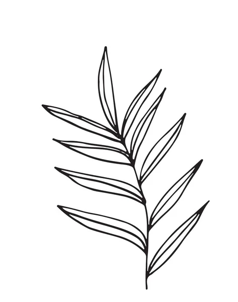 Croquis dessiné à la main d'une plante, isolé sur fond blanc — Image vectorielle