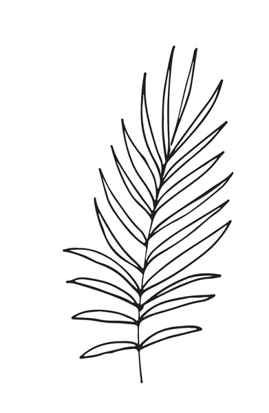 在白色背景下被隔绝的植物手绘剪影 — 图库矢量图片