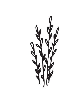 Beyaz arka plan üzerinde izole bir bitkinin çizilmiş kroki