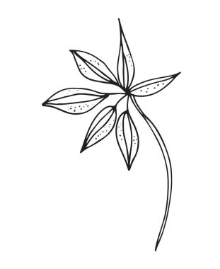 Beyaz arka plan üzerinde izole bir bitkinin çizilmiş kroki
