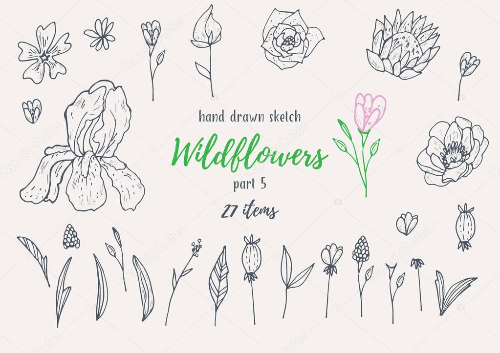 Vector Collection Of Hand Drawn Sketches With Plants