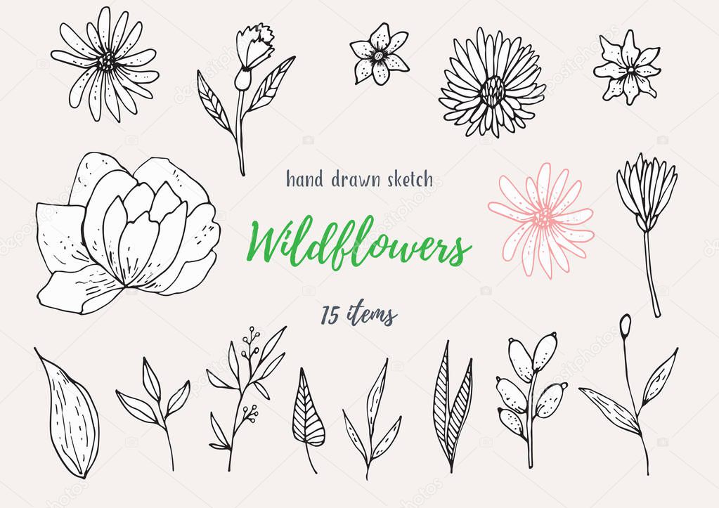 Vector Collection Of Hand Drawn Sketches With Plants