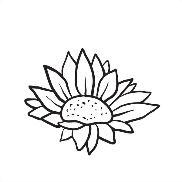 Imagen vectorial de girasoles dibujados a mano — Vector de stock