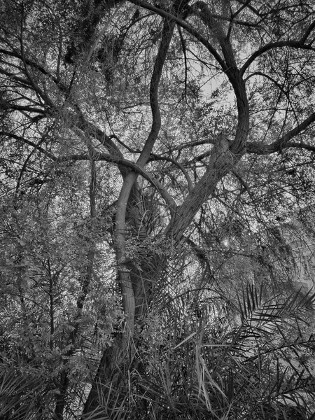 Drzewo grozy — Zdjęcie stockowe