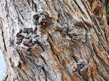 kuru cilt ile ağaç sapı kuru cilt ile yakın