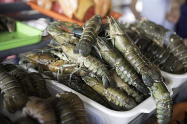 sıcaklığı kontrol etmek için mağaza raflarında buz üzerinde ıstakoz.