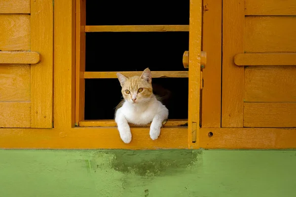 Sevimli Bir Kedi Pencereden Dışarı Bakıyor — Stok fotoğraf