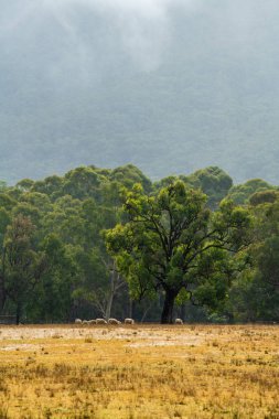 Bir sakız ağacının altında bir çayırda otlayan koyun - sisli yağmur ve arka planda dağ