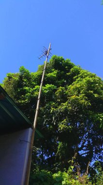 Eski TV antenine karşı Parlak Mavi Gökyüzü. Yeşil bir ağacın üzerinde uzun bir tahta direğin üzerinde eski teknolojiyi tropikal yerleşim yeriyle harmanlayarak mavi gökyüzüne karşı dizilmiş geleneksel bir televizyon anteninin alçak açılı görüntüsü.