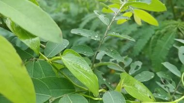 Fresh Bridelia Foliage with Glistening Dew Drops. Close-up of Bridelia stipularis branch with fresh yellow-green leaves contrasting mature deep green foliage, accented by water droplets that highlight tropical freshness and vitality