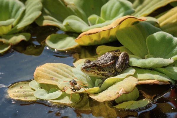 The frog and the wasp . The flora and fauna of the swamp